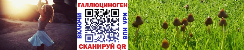 цены   Мамадыш  Псилоцибиновые грибы Cubensis 